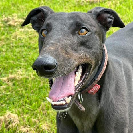 Greyhound top rescue collars